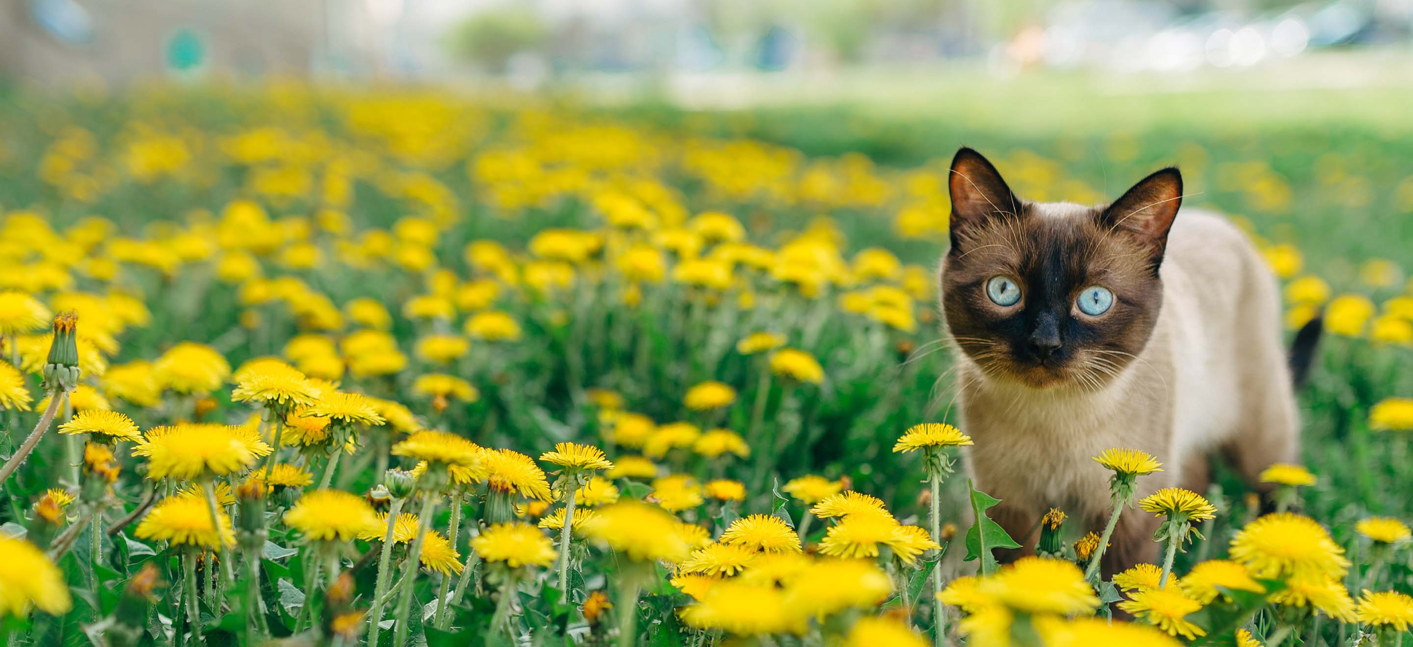 Siamese cat standing in a field of dandelion flowers image