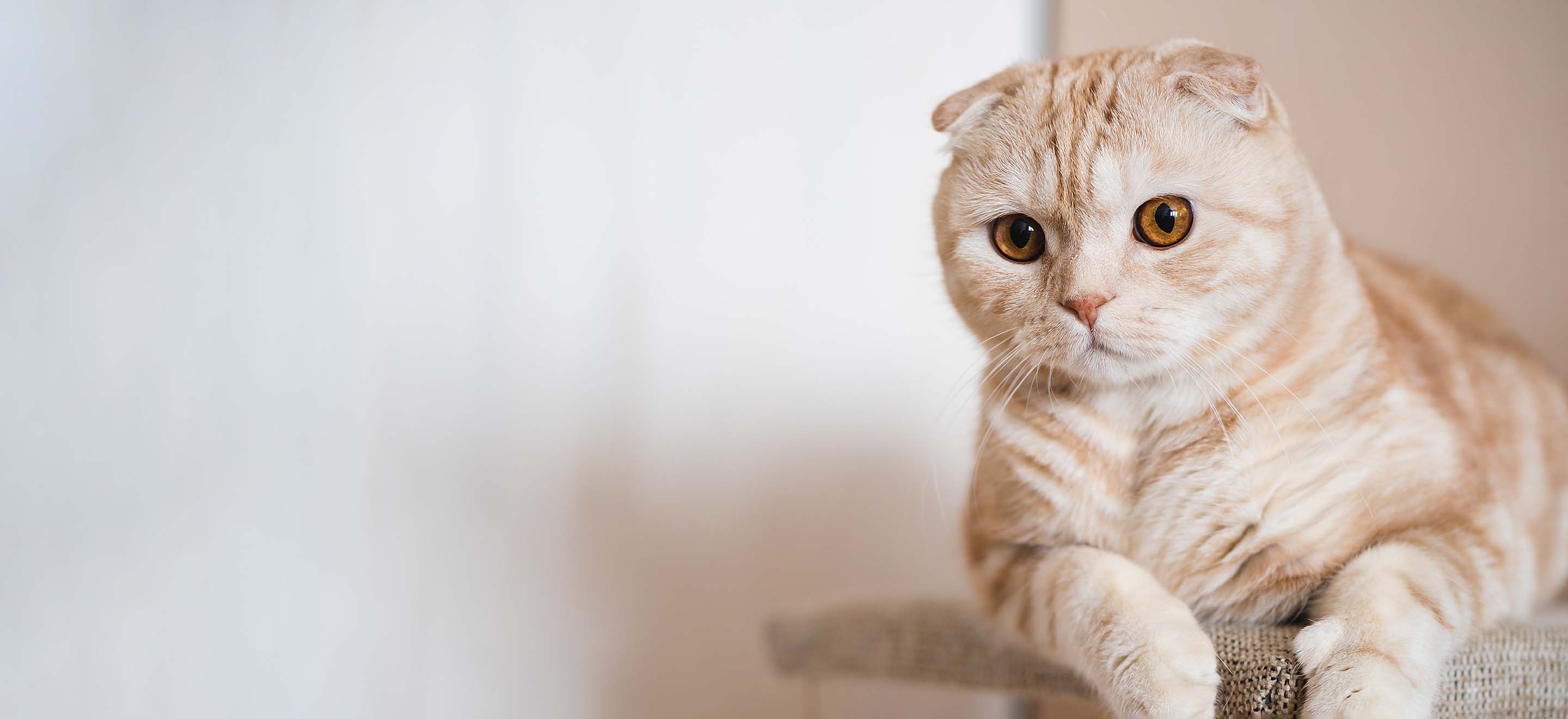 Tan Scottish fold cat with tiny folded ears sitting on a beige cat tree and looking at the camera image