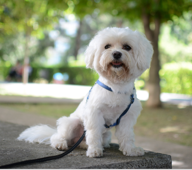 Toy maltese for on sale adoption