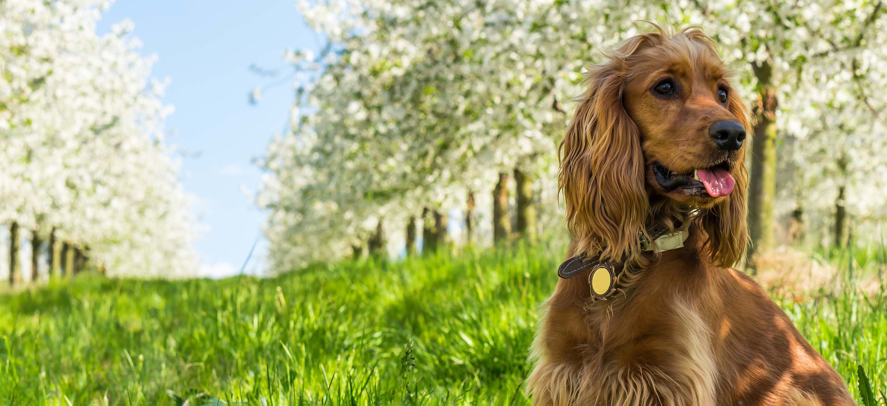 Brown Cocker Spaniel dog sitting in tall grass in a blooming apple tree orchard image