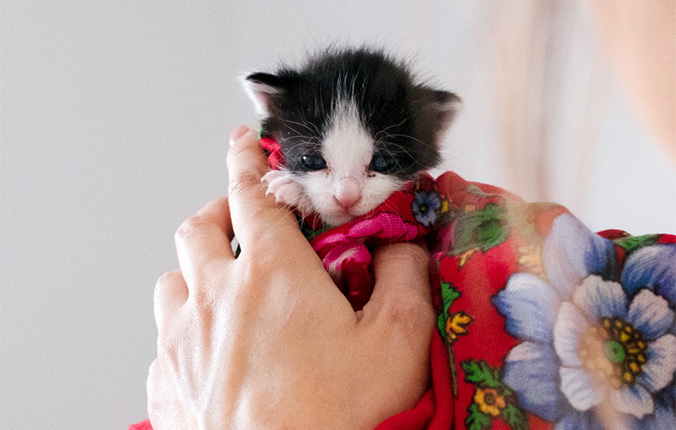 Baby Kittens: From Found to Adopted