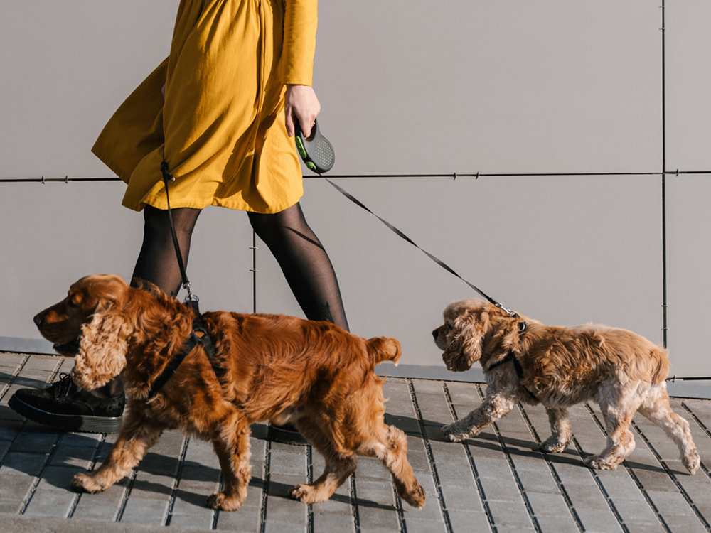 How to Find a Reliable Dog Walker