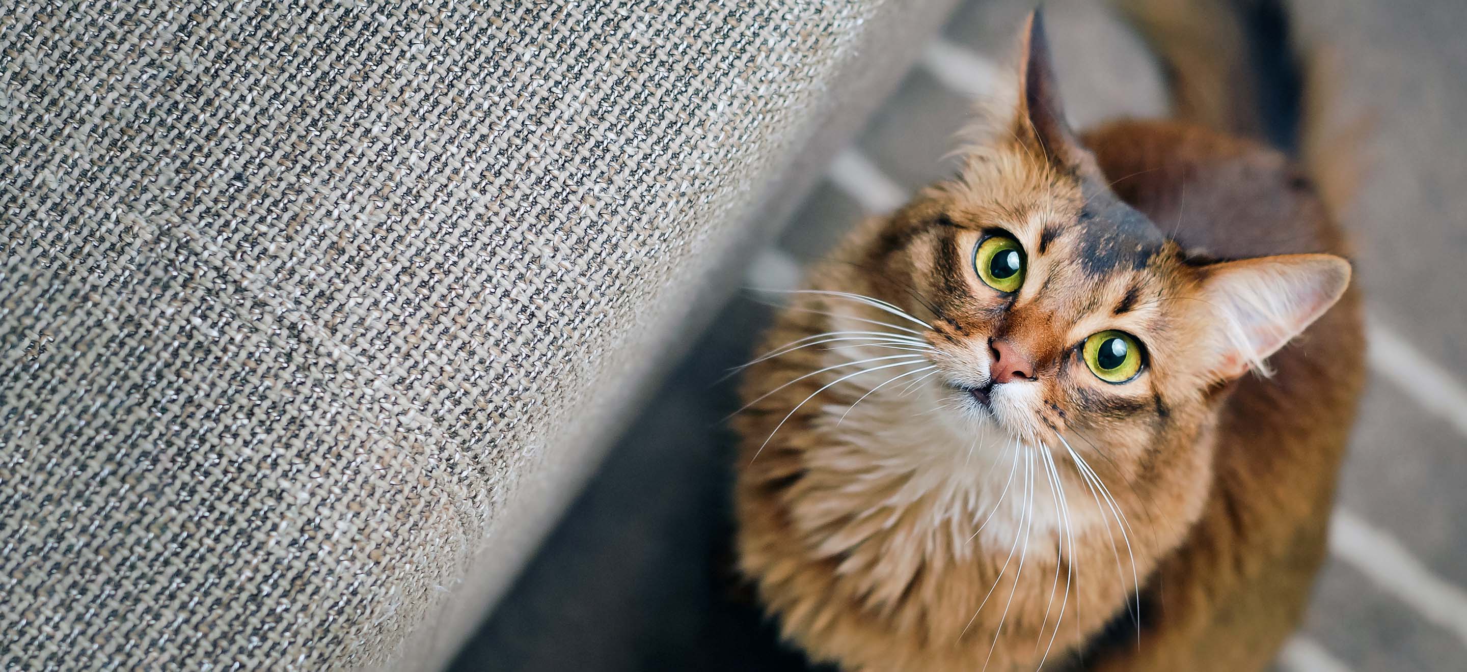 Somali cat sitting next to a woven couch image