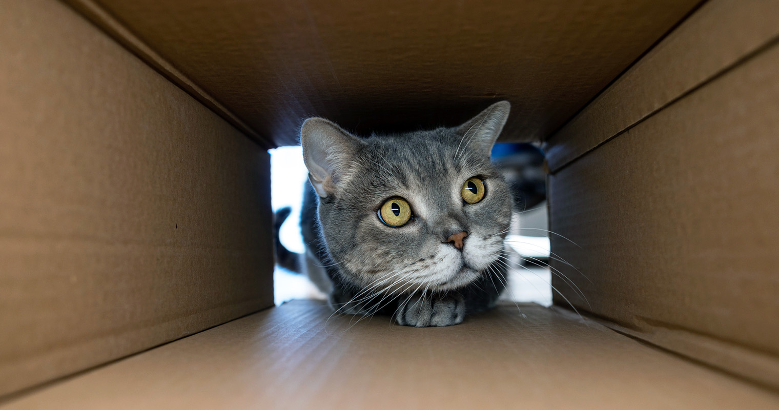 How Much Space Does a Cat Need?