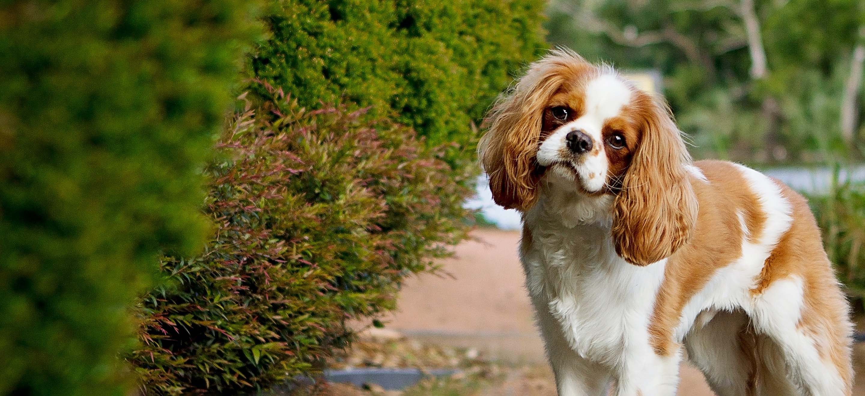 A white and tan dog with head tilted standing near a hedge outside image