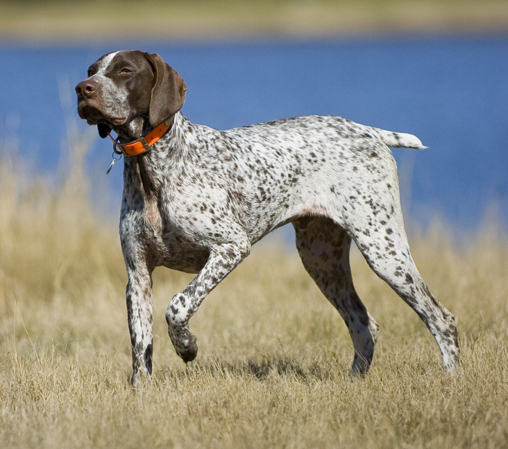 German wirehaired 2024 pointer california