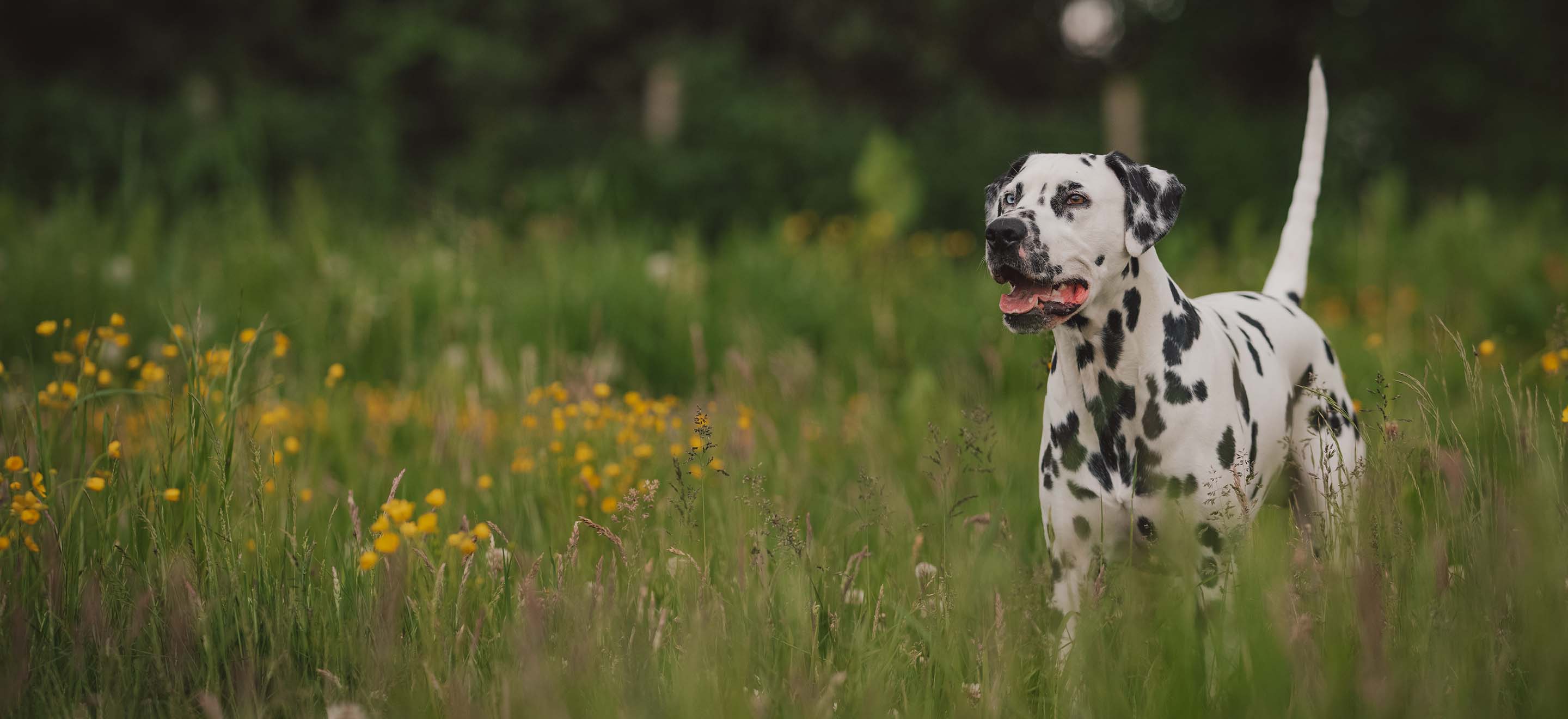 A Dalmatian dog standing in a field of tall glass and yellow wildflowers image
