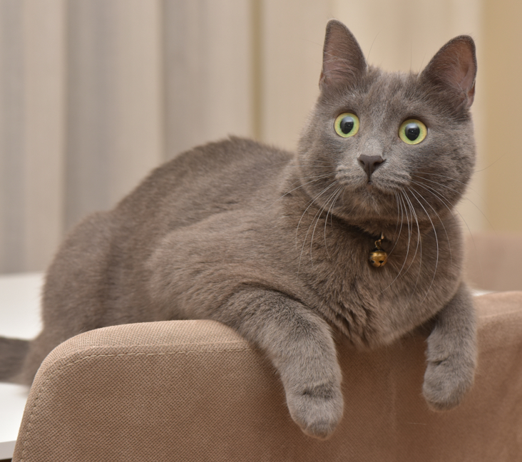 Korat Breed Profile: Things to Know Before Adopting a Korat