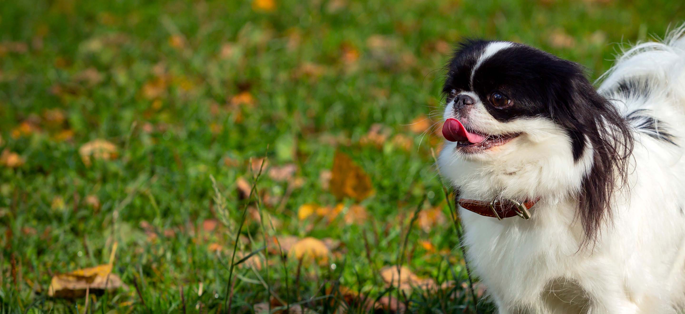 A black and white Japanese Chin dog standing in a yard littered with with fallen leaves image