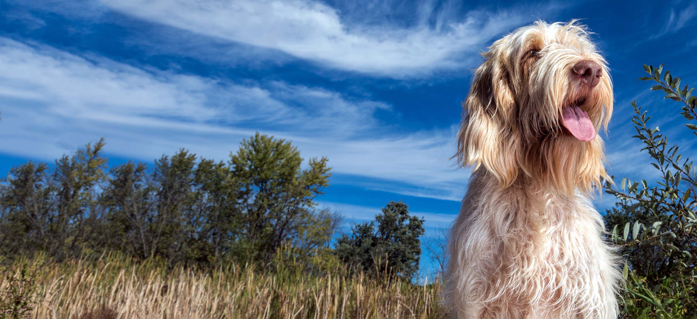 An Italian Spinone dog standing in a wheat field  image