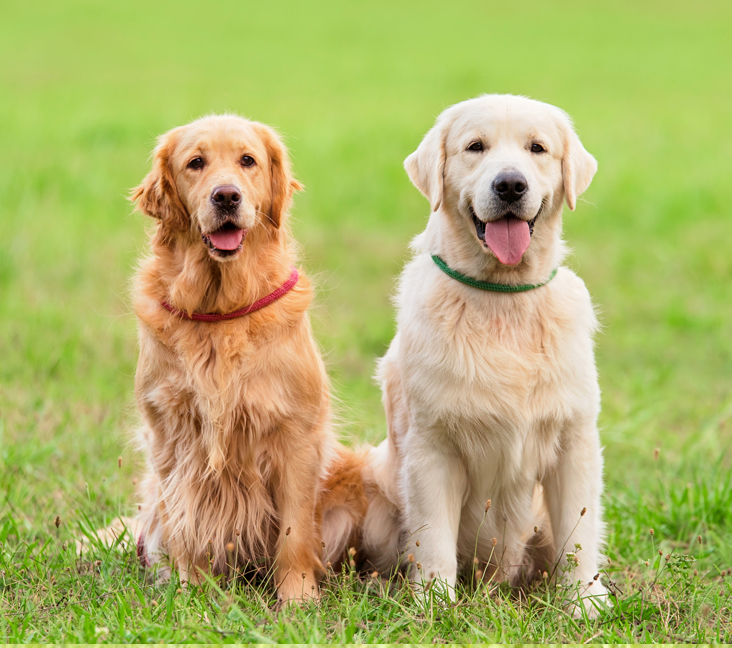 Golden Retriever puppies for sale