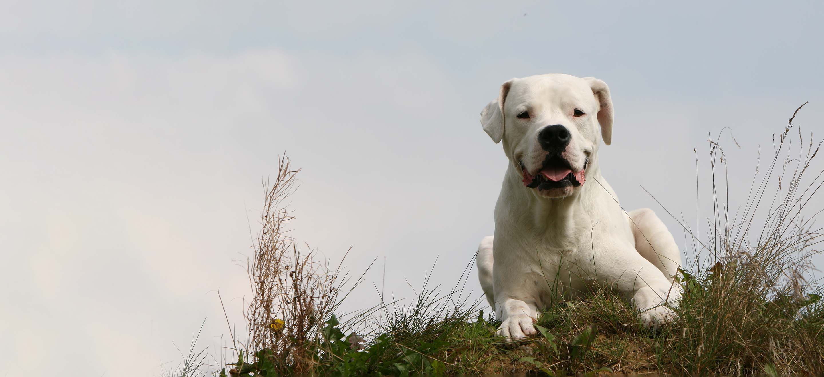 A Dogo Argentino sitting on a grassy hill image