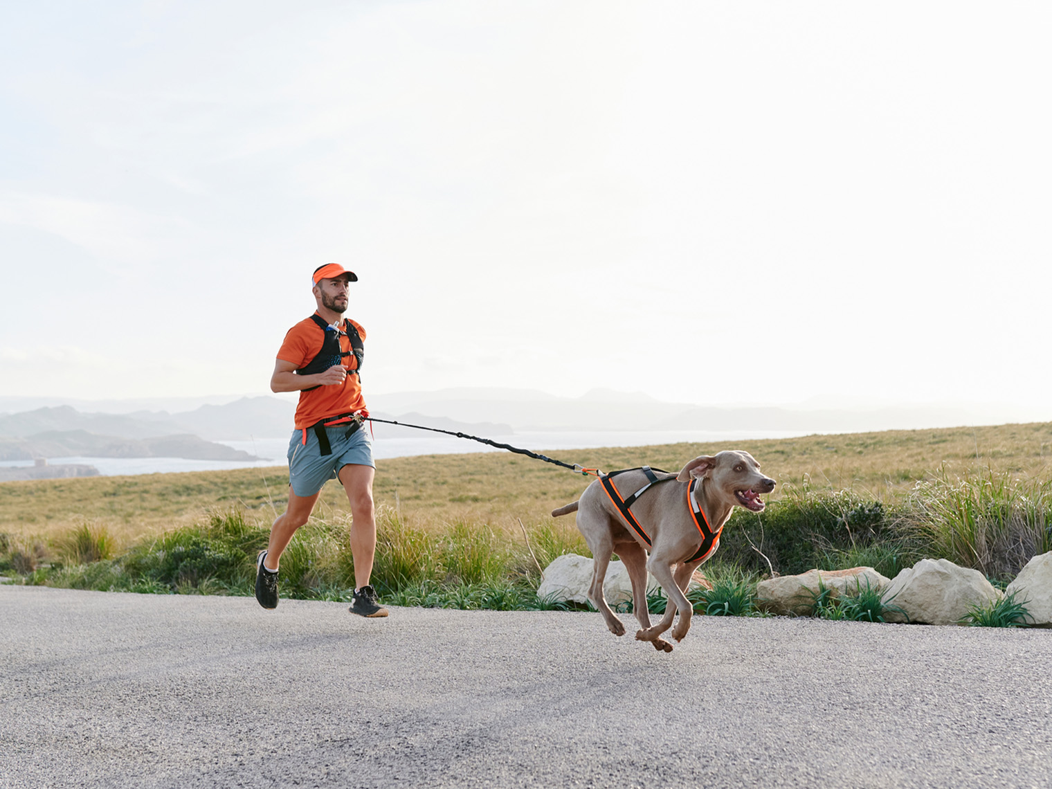 10 Athletic Dog Breeds That Will Keep You Busy