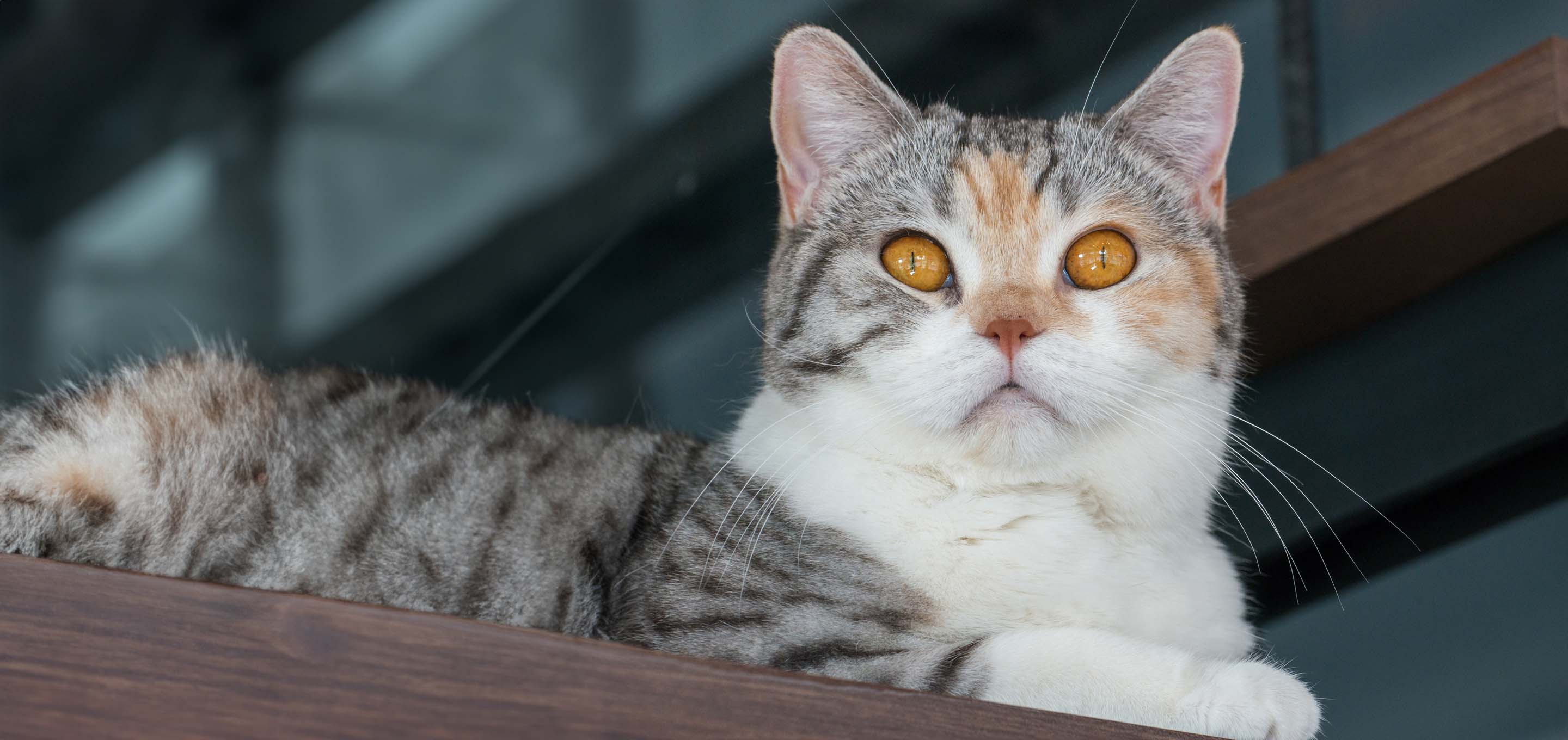 American Wirehair cat sitting on shelf image