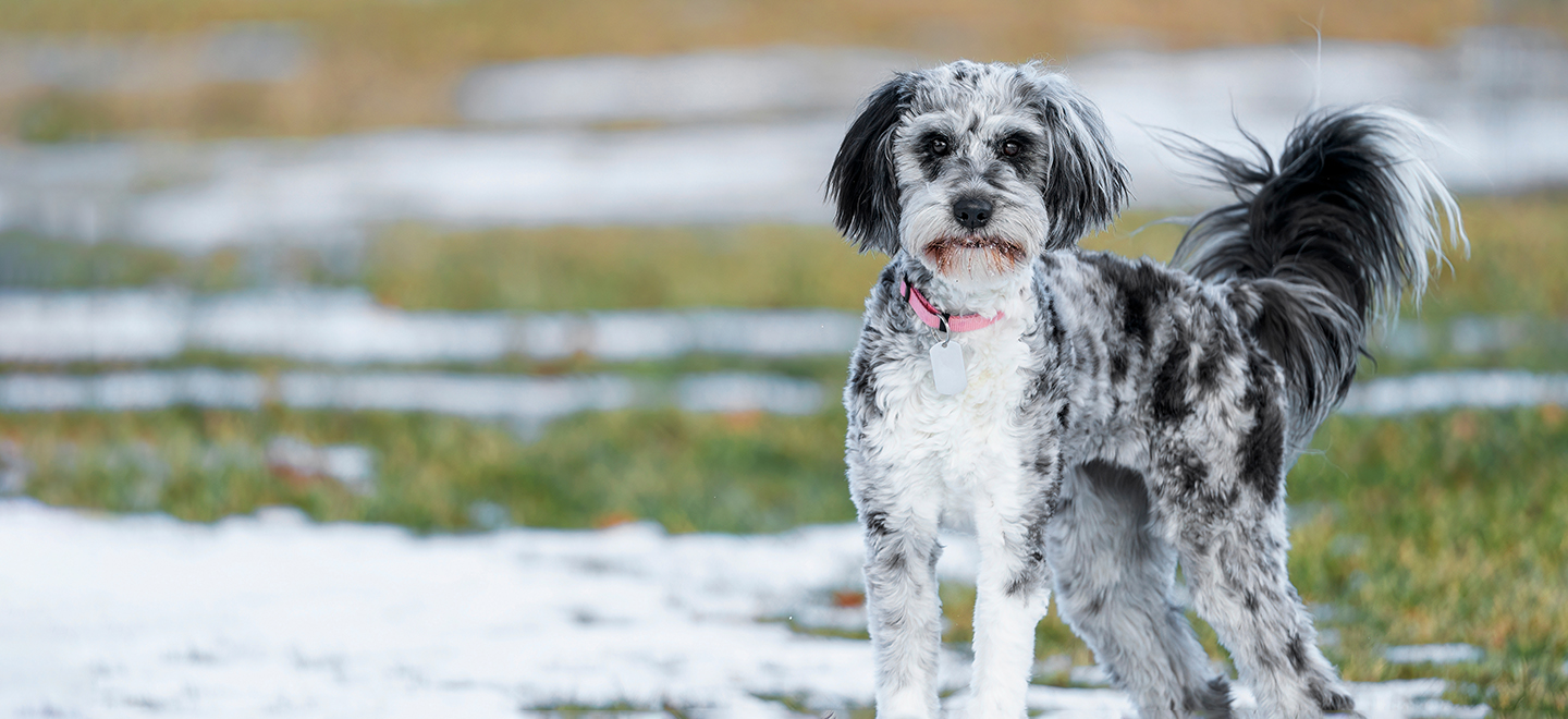 Aussiedoodle (Australian Shepherd Poodle mix) dog standing in the grass and snow image