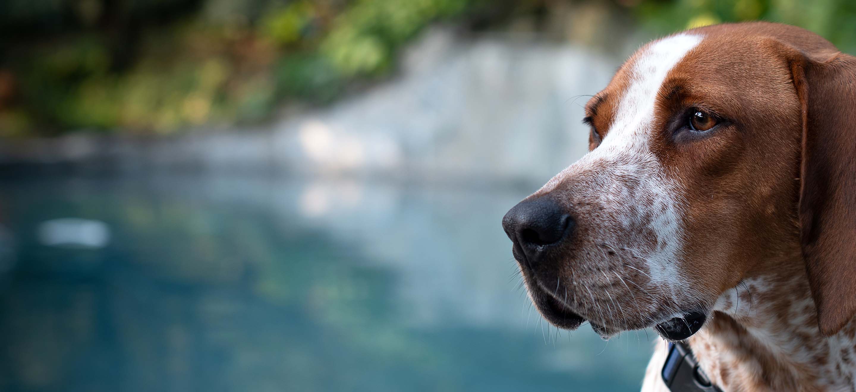 A close-up of a English Redtick Coonhound dog in front of a lake image