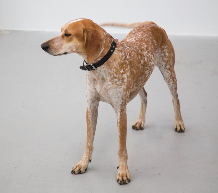 Picture of English (Redtick) Coonhound