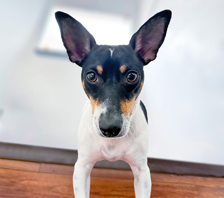 Picture of Fox Terrier (Toy)