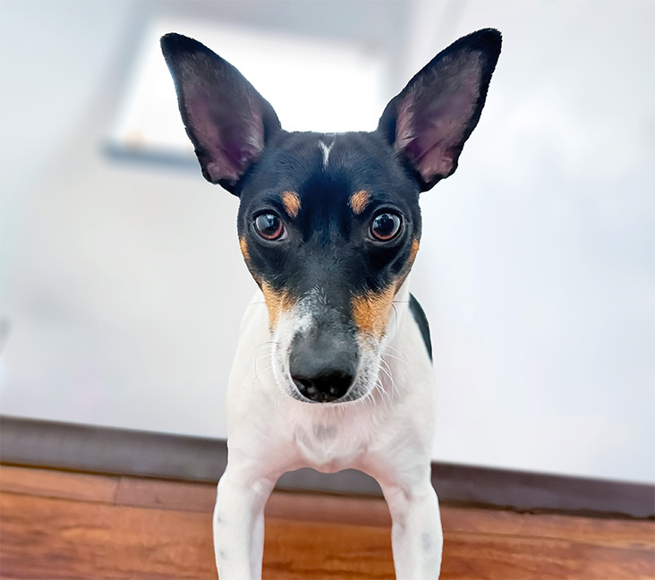 Pug toy fox terrier 2024 mix