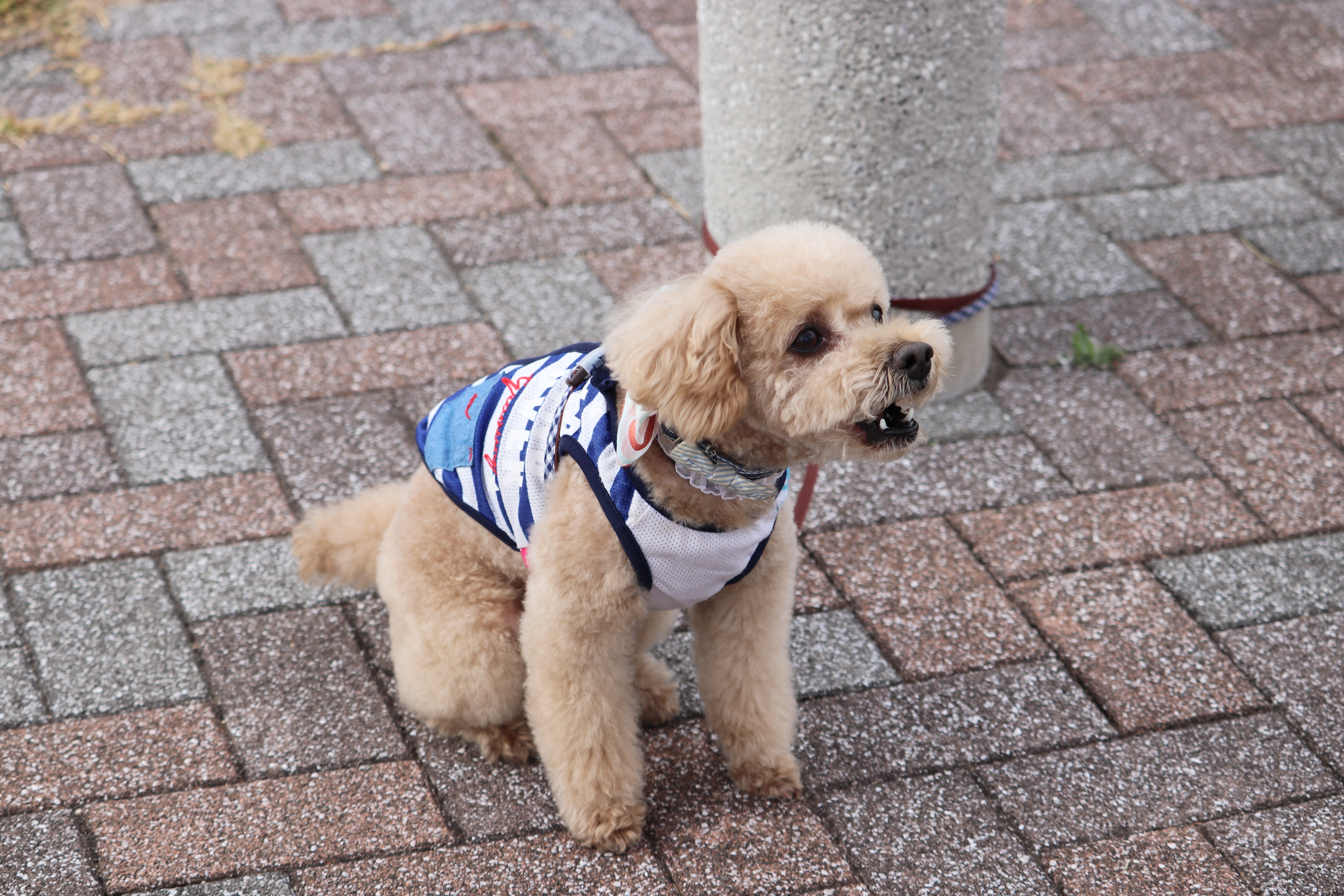 do toy poodles bark a lot