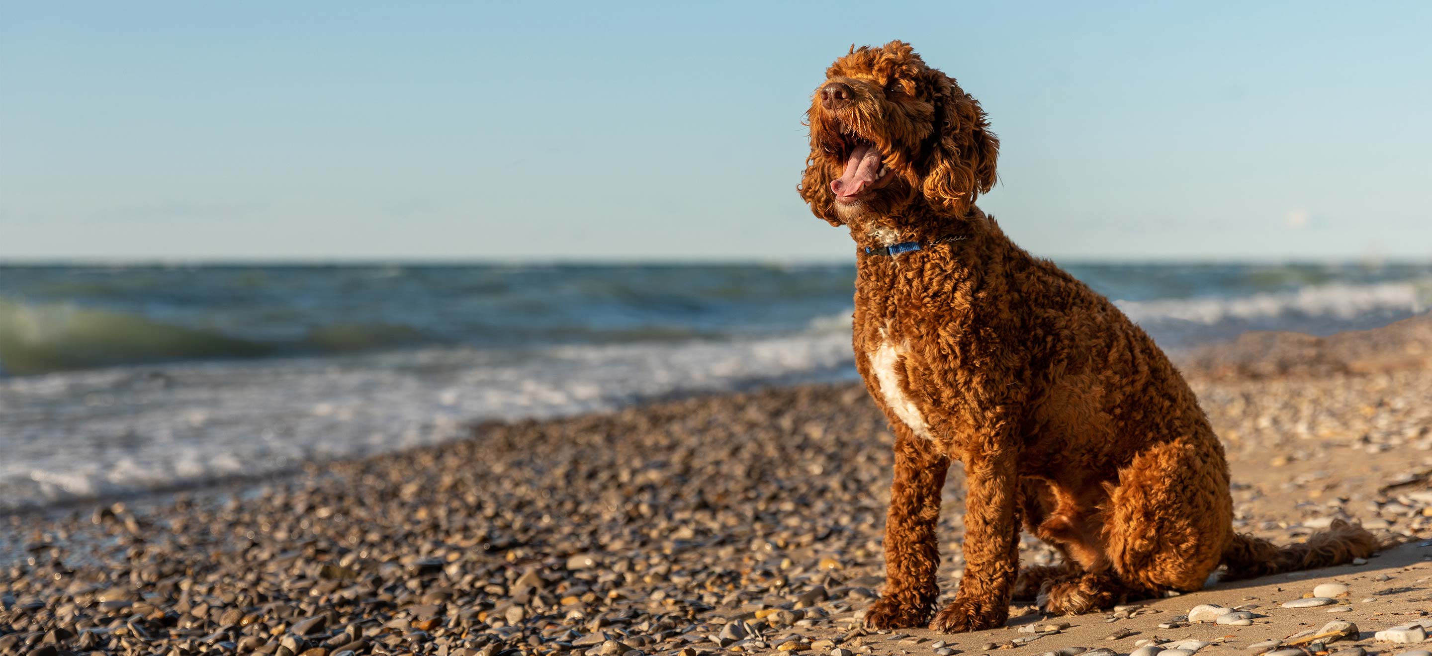 Brown Labradoodle sitting on a rocky beach image