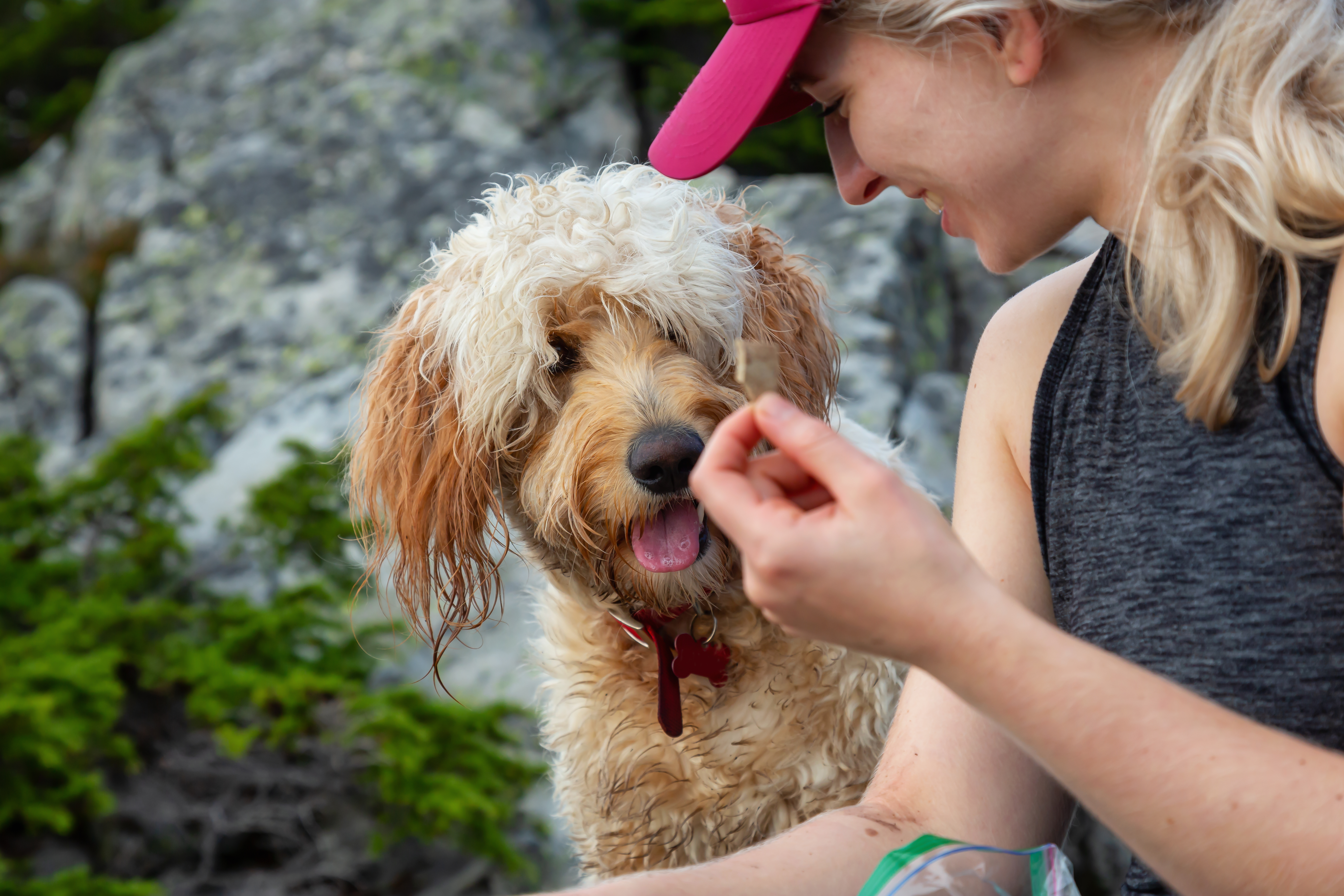 are goldendoodles easy to train