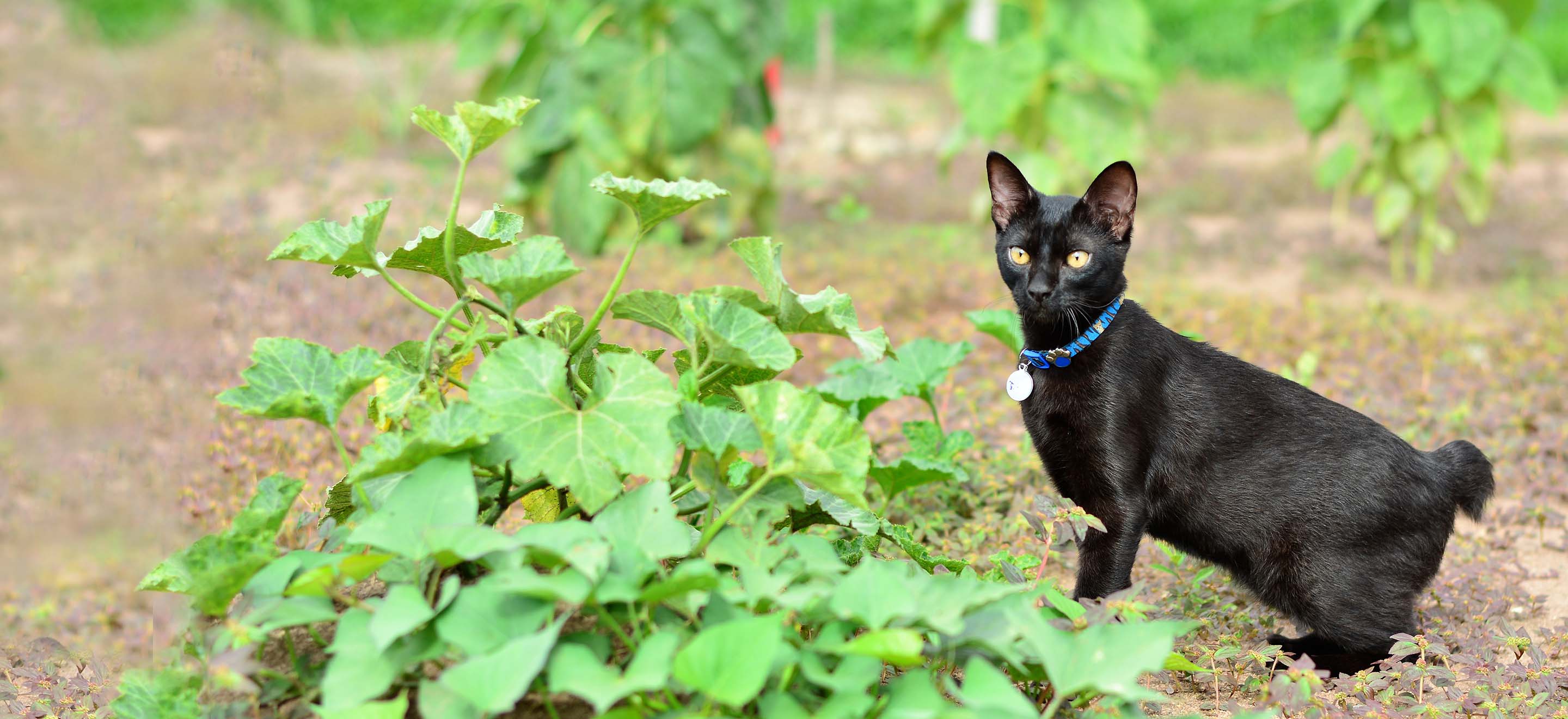 Black Japanese Bobtail cat with a collar standing next to a sweet potato plant image