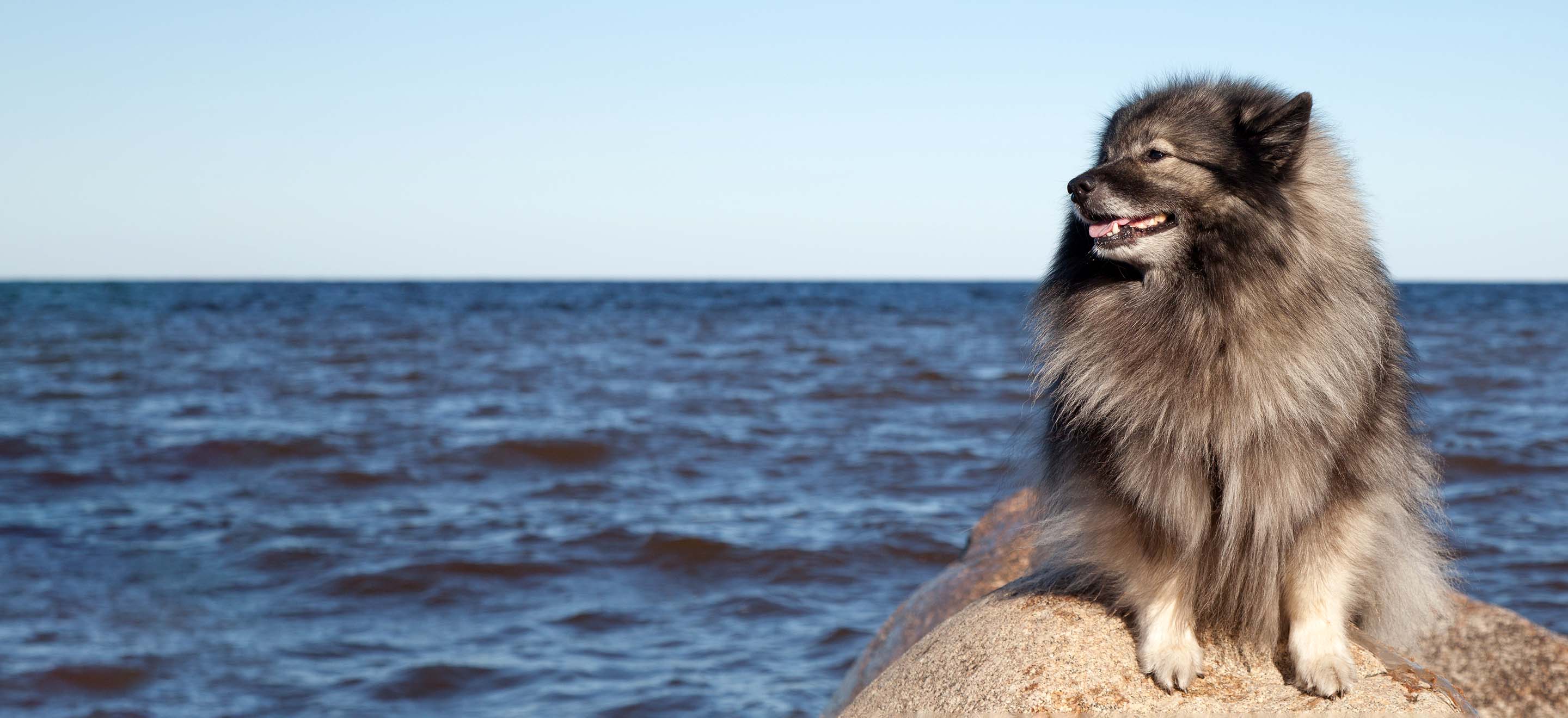 A Keeshond dog standing on a rock in front of the ocean image