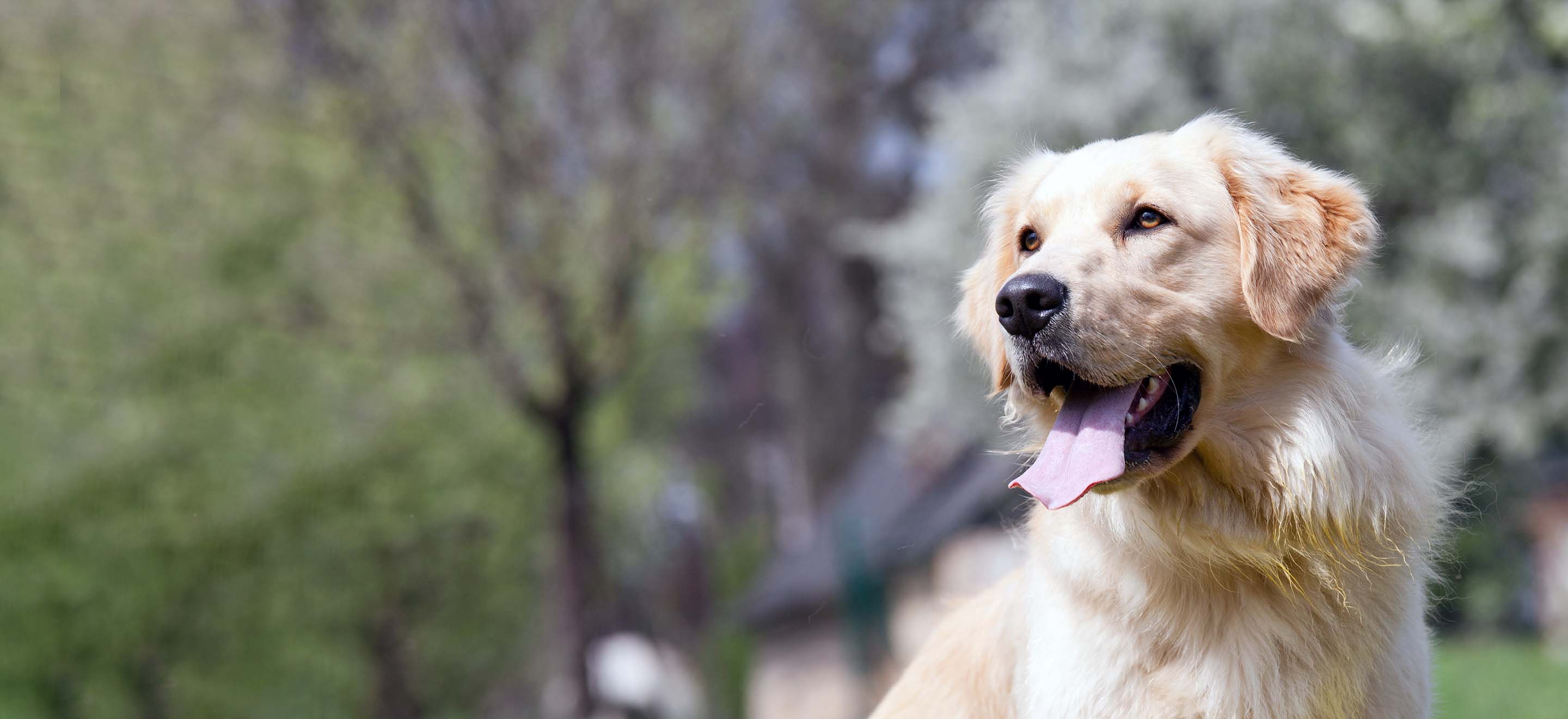 Golden Retriever at a park outside image