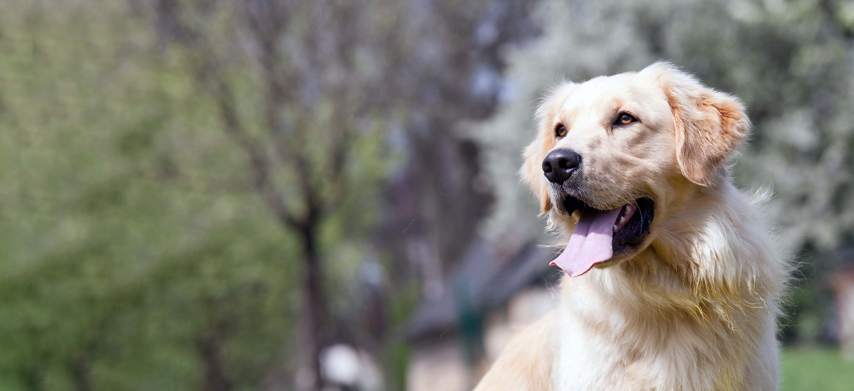 Golden retriever puppies for sale sale near me under 500