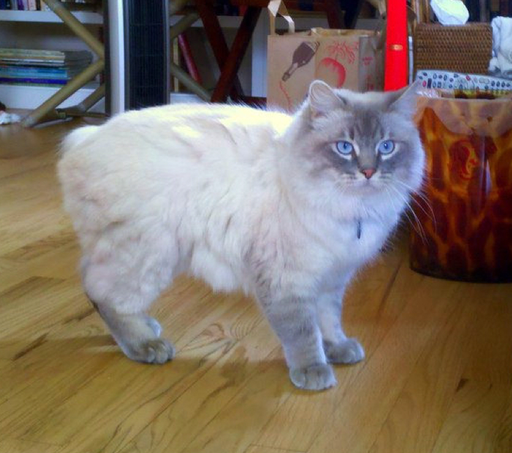 Shawnee ragdolls hot sale