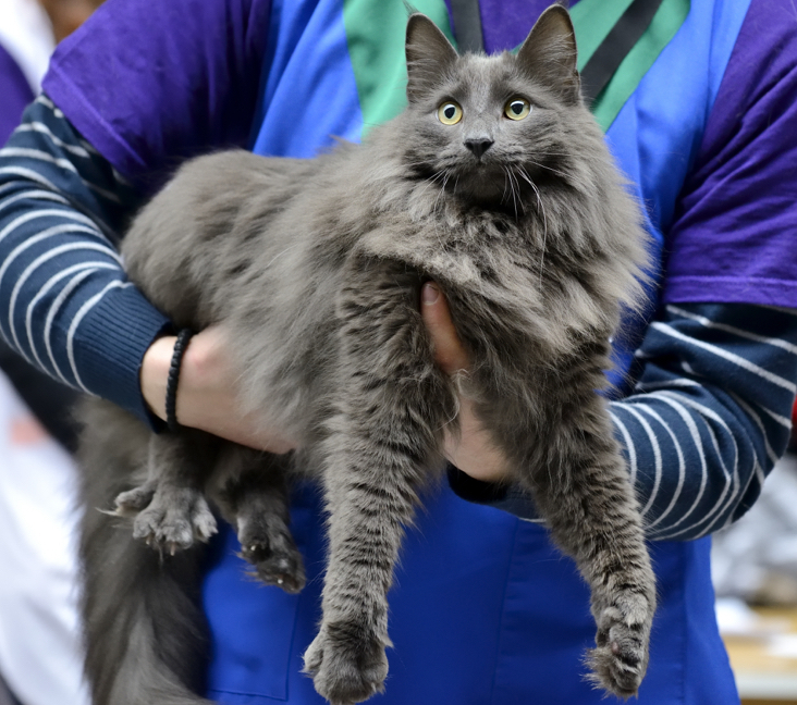Picture of Nebelung