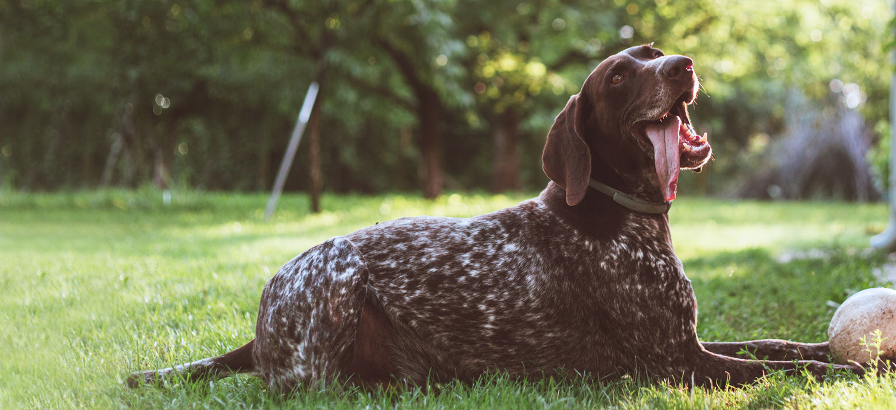 happy brown and white dog smiling in the grass image