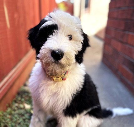 Picture of Sheepadoodle
