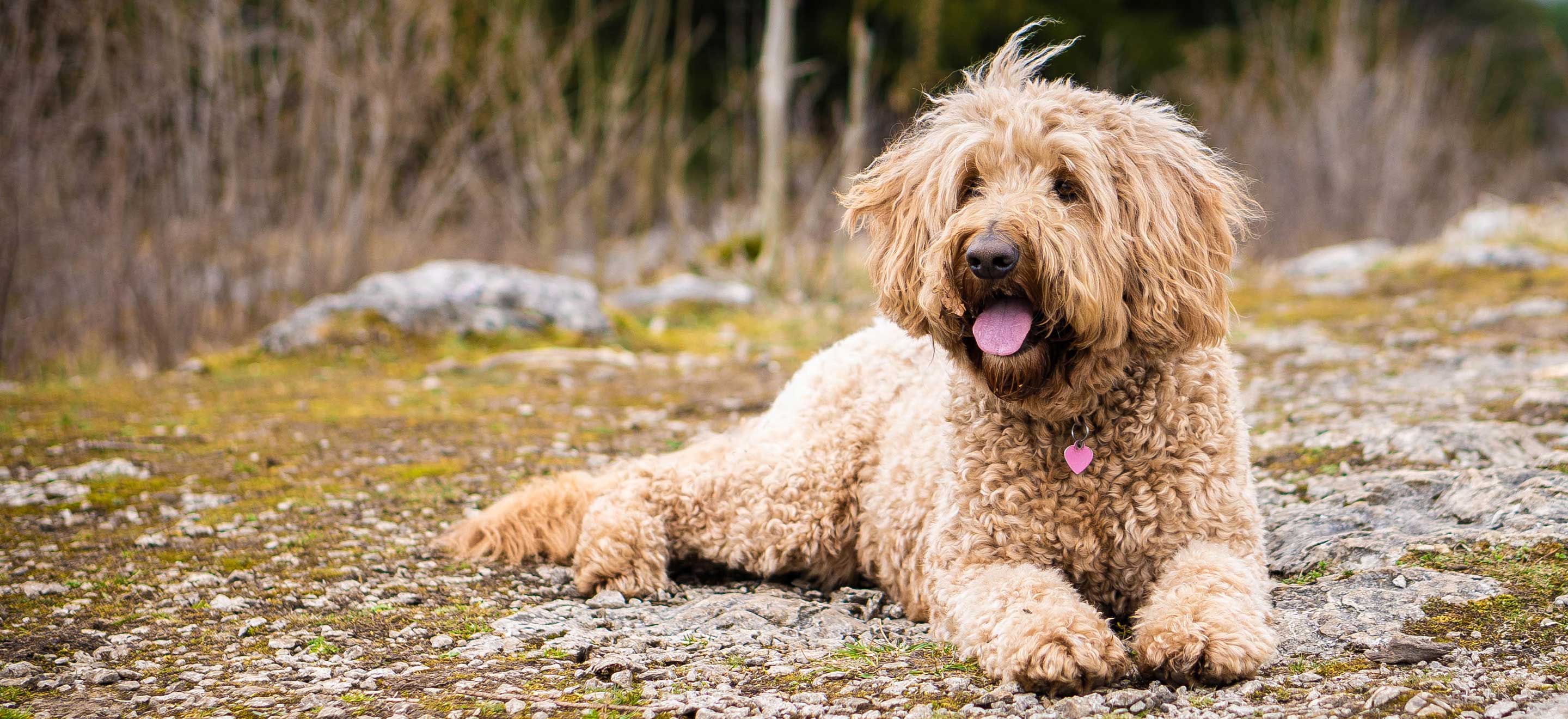 Brown goldendoodle pup with heart tag image