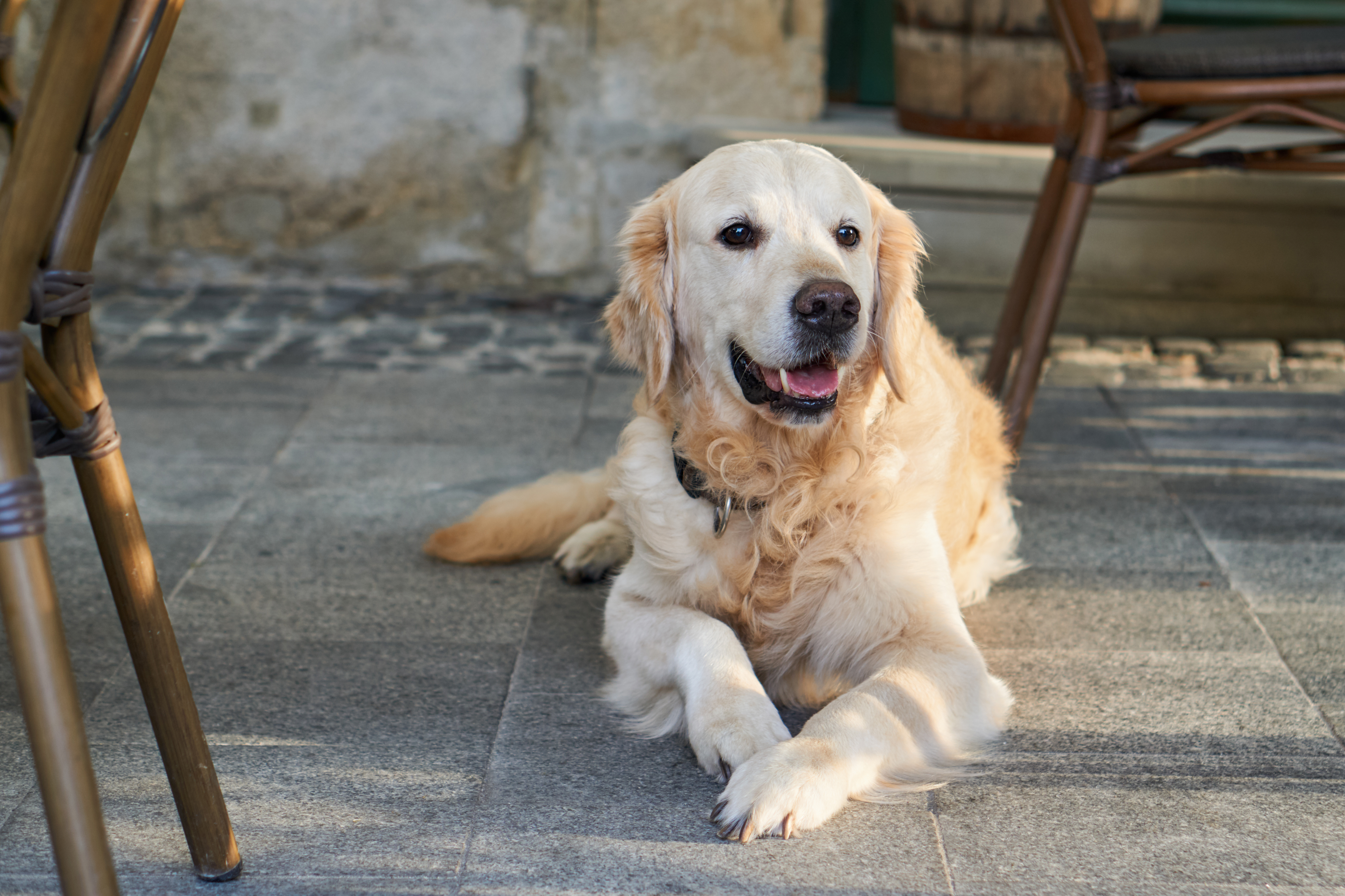 how much would a golden retriever cost