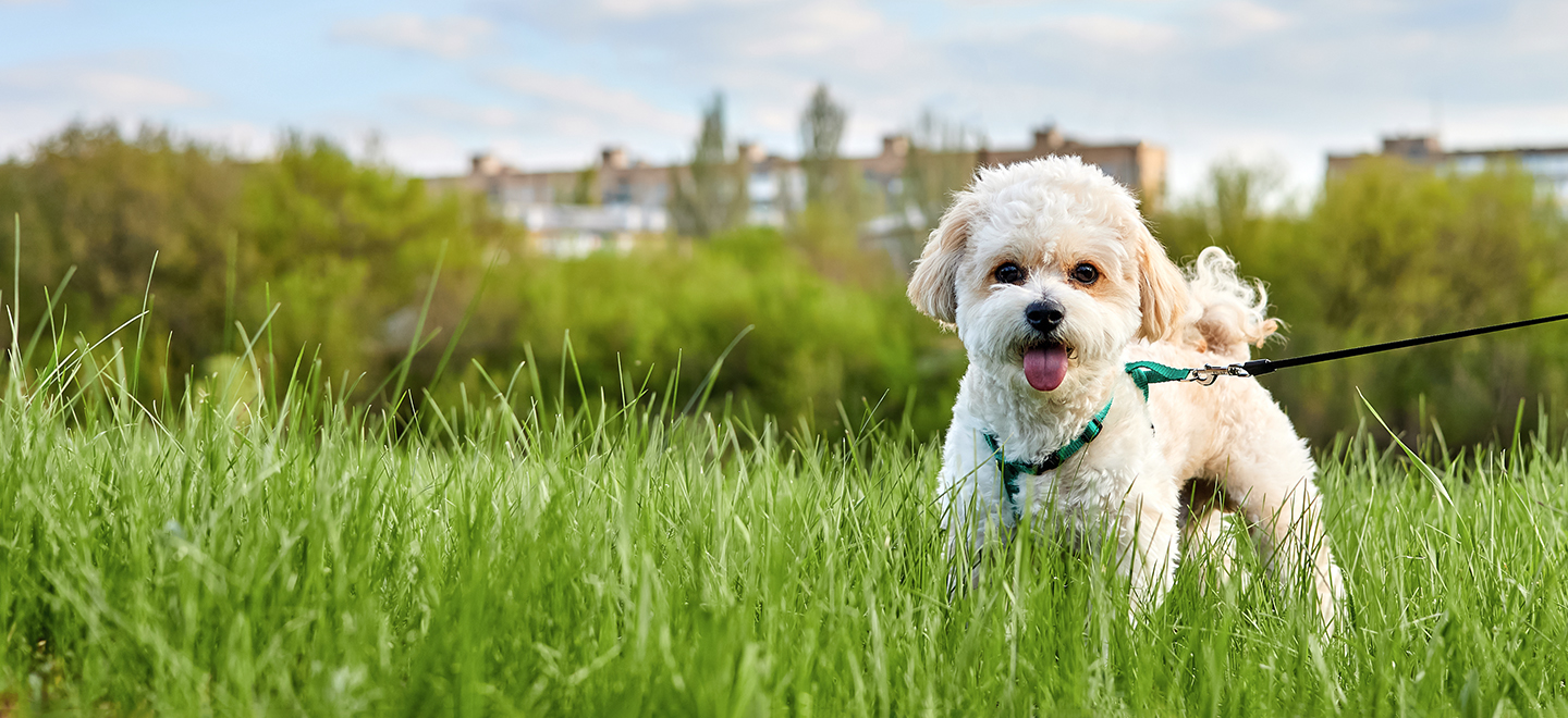 Maltipoo (Maltese Poodle mix) on leash in field image