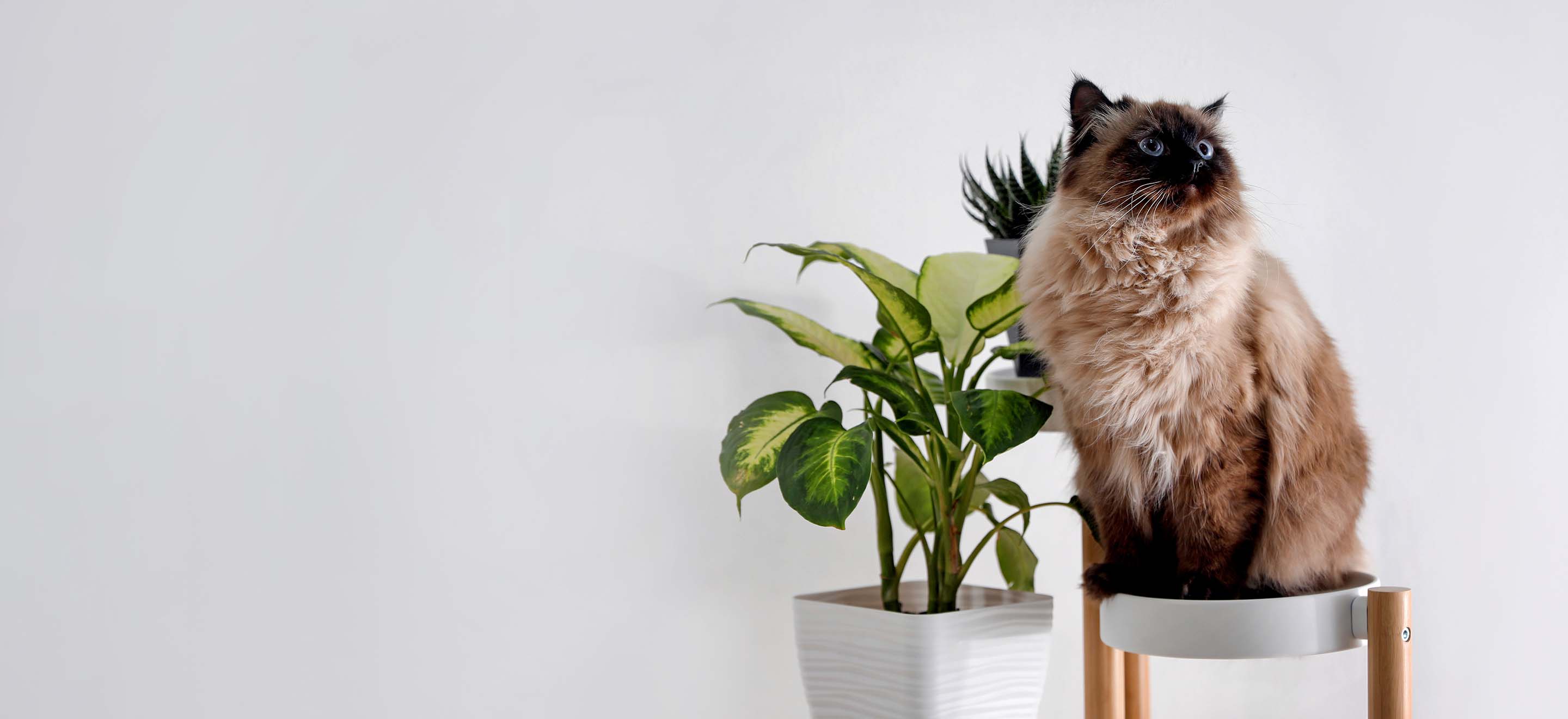 Balinese cat sitting on a plant stand next to some potted plants image