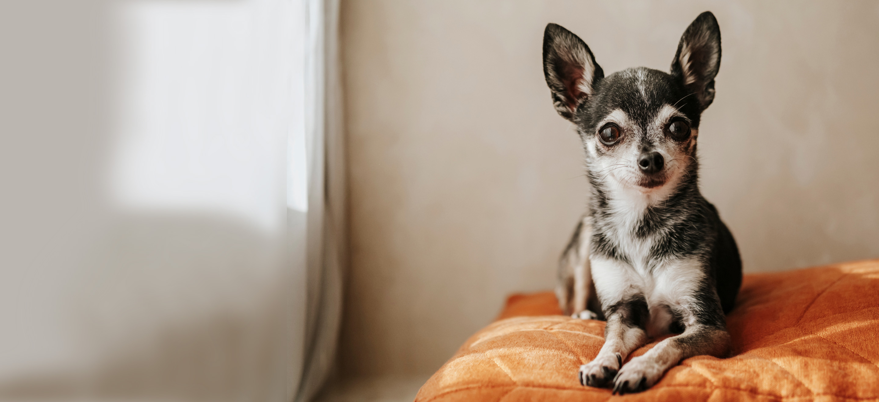 are chihuahuas a good dog breed for home protection