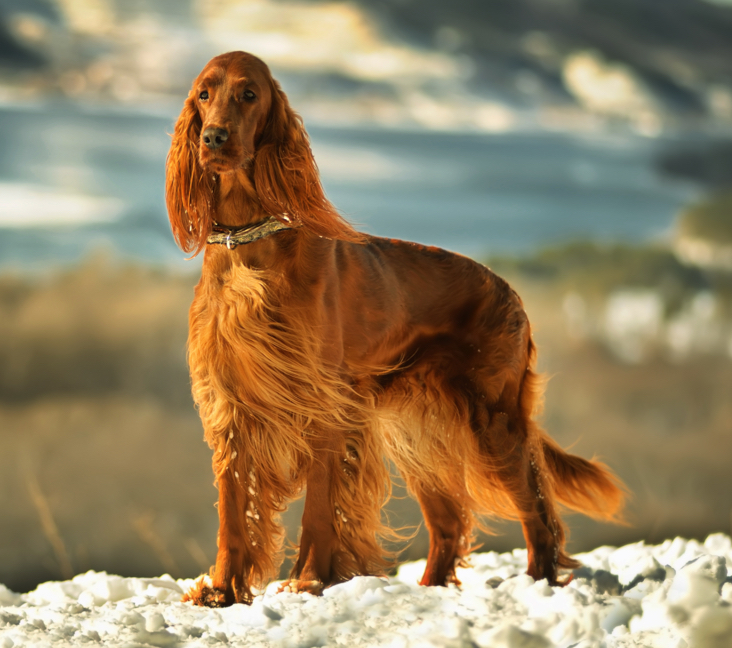 Red setter store puppy for sale