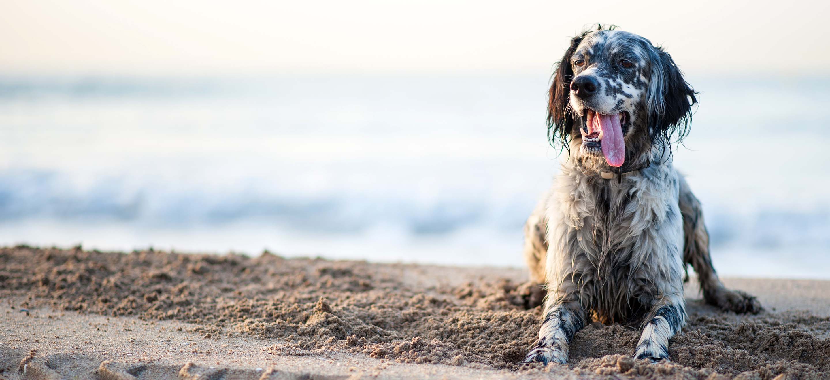 An English Setter laying in the sand at the beach image