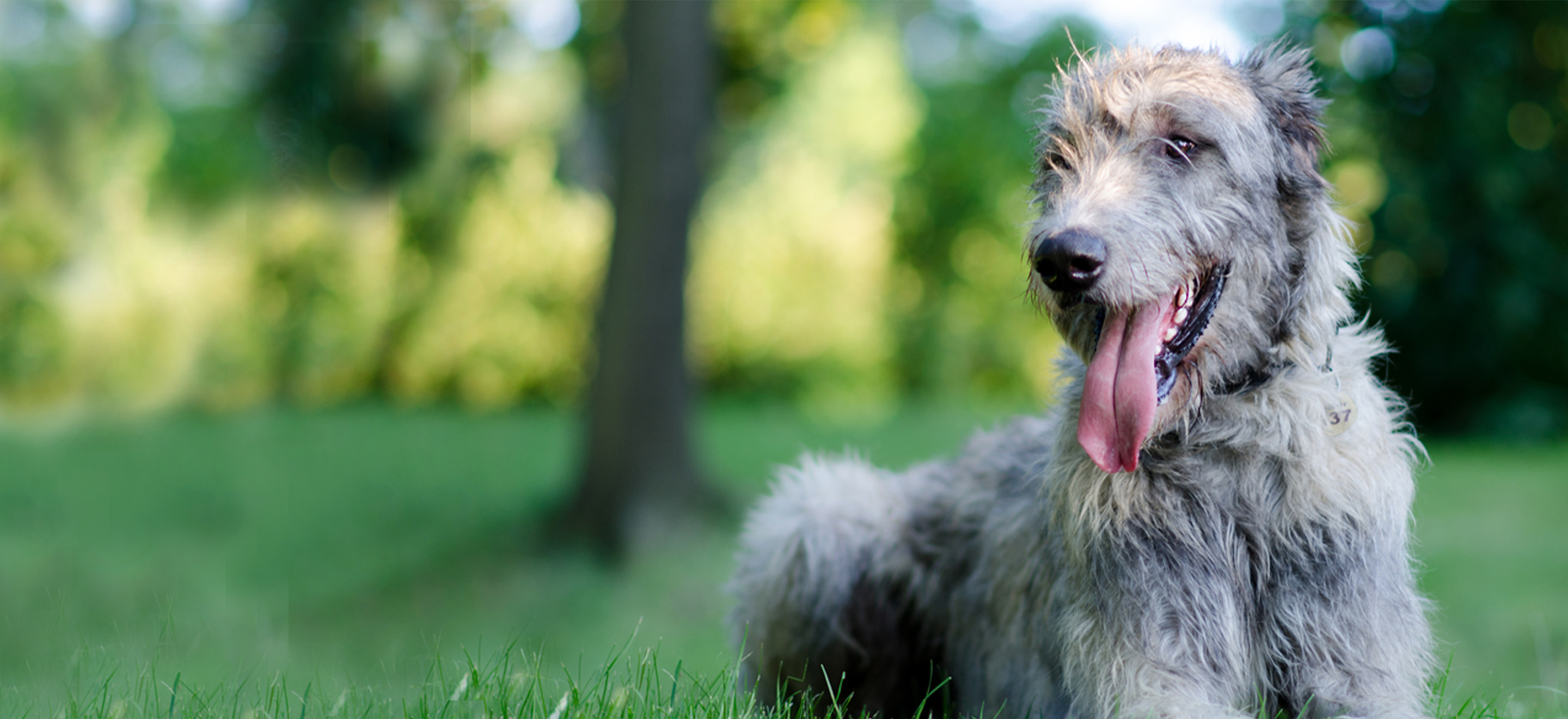 Irish wolfhound pup image