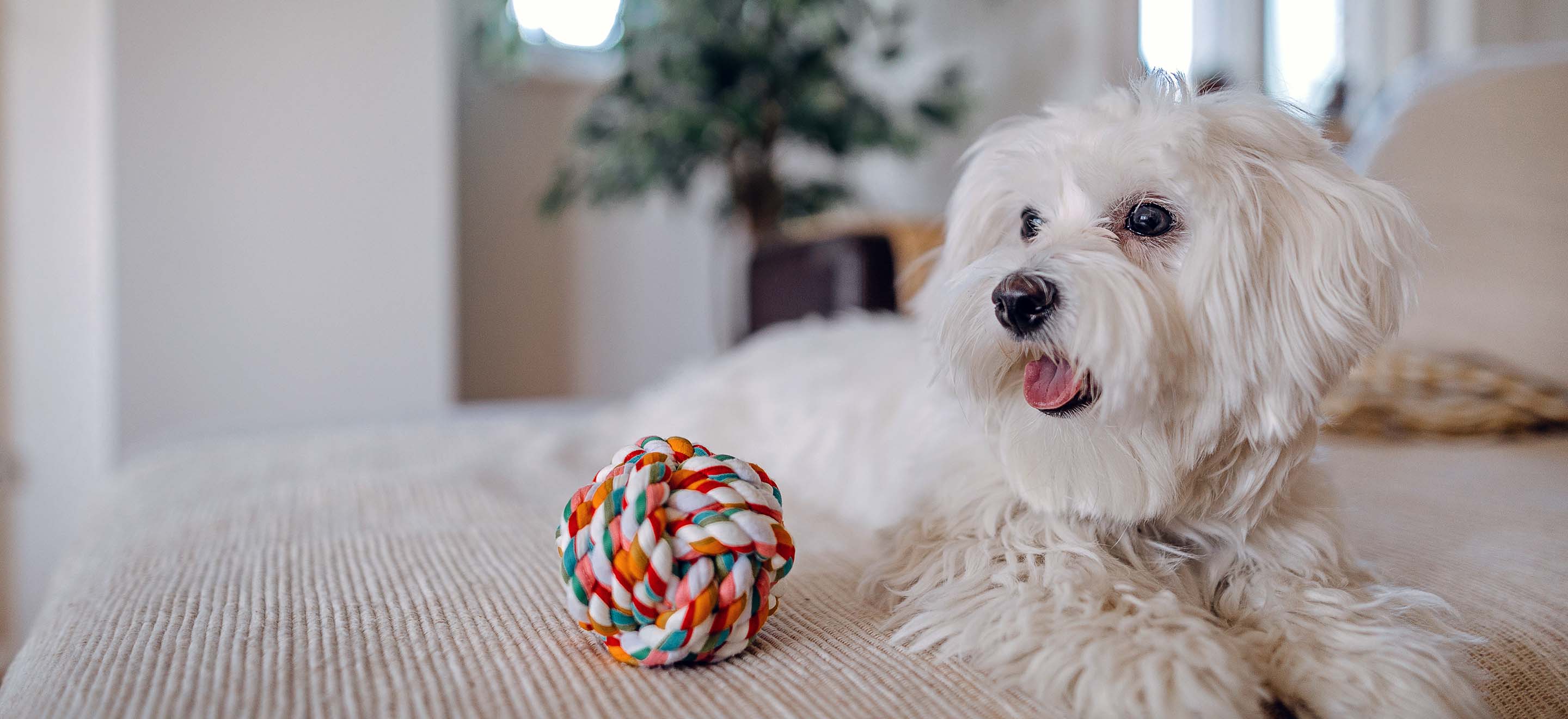 White Maltese dog laying on a beige bed next to a rainbow colored rope knot dog toy image