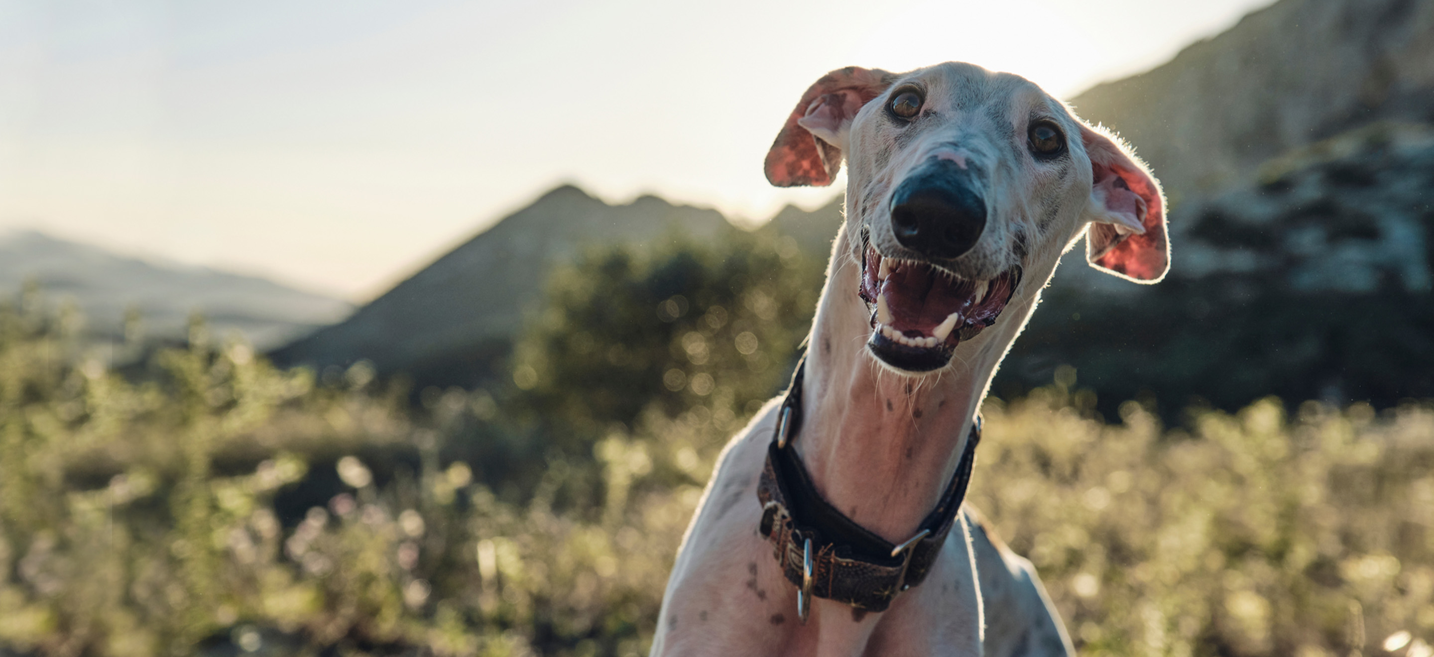 White Greyhound dog smiling in the sun image