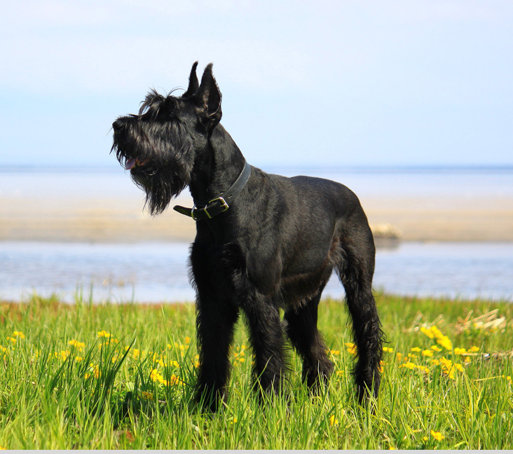 Picture of Schnauzer (Giant)