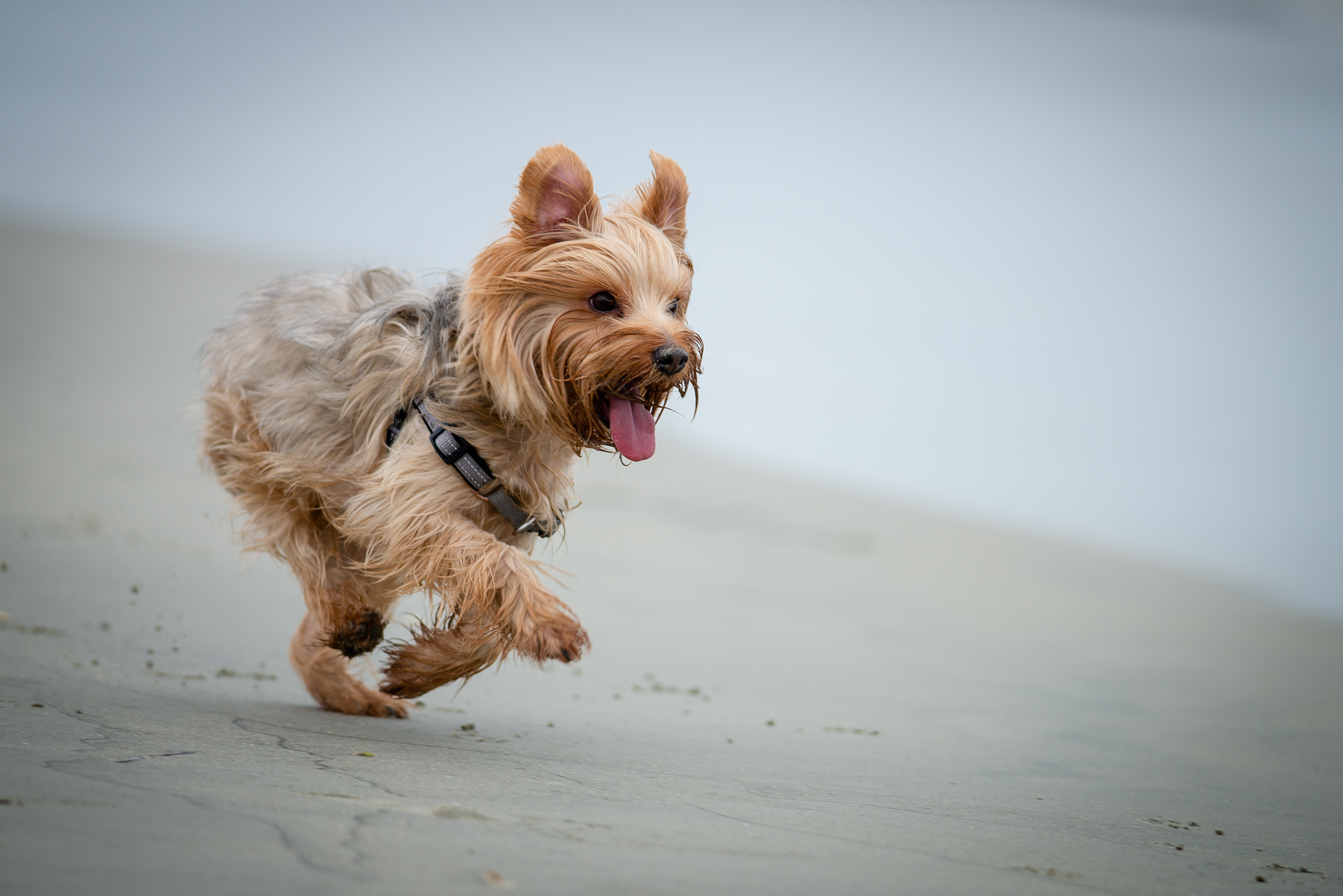 are yorkies good with cats