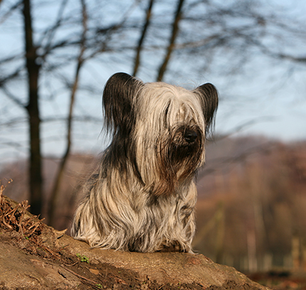 Picture of Skye Terrier