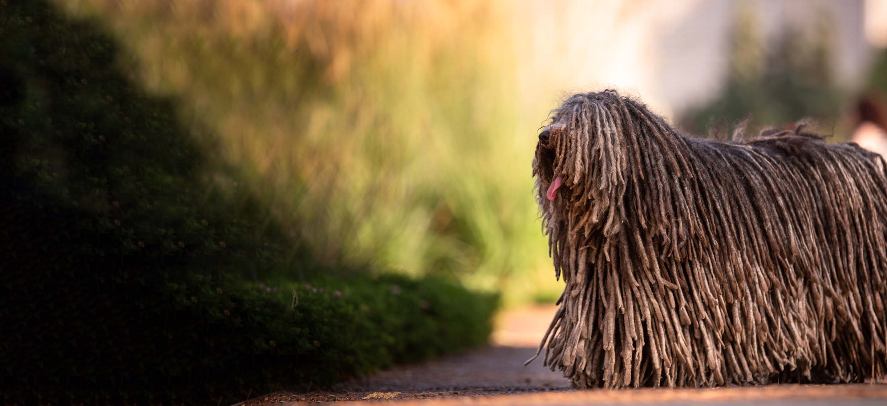 Brown Puli dog standing on a garden path image