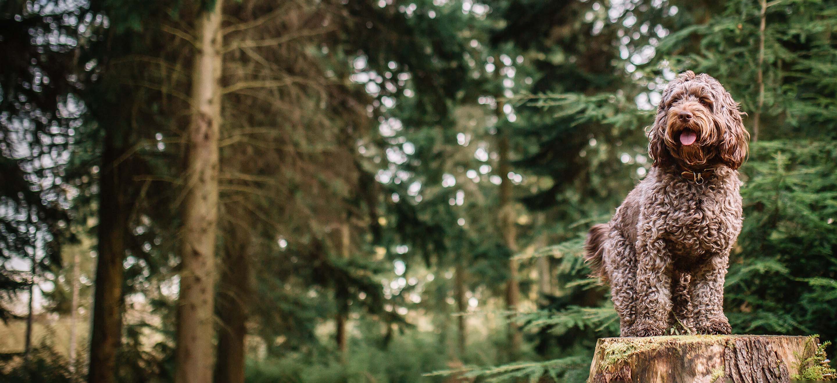 Brown Cockapoo dog standing on a tree stump in the forest image