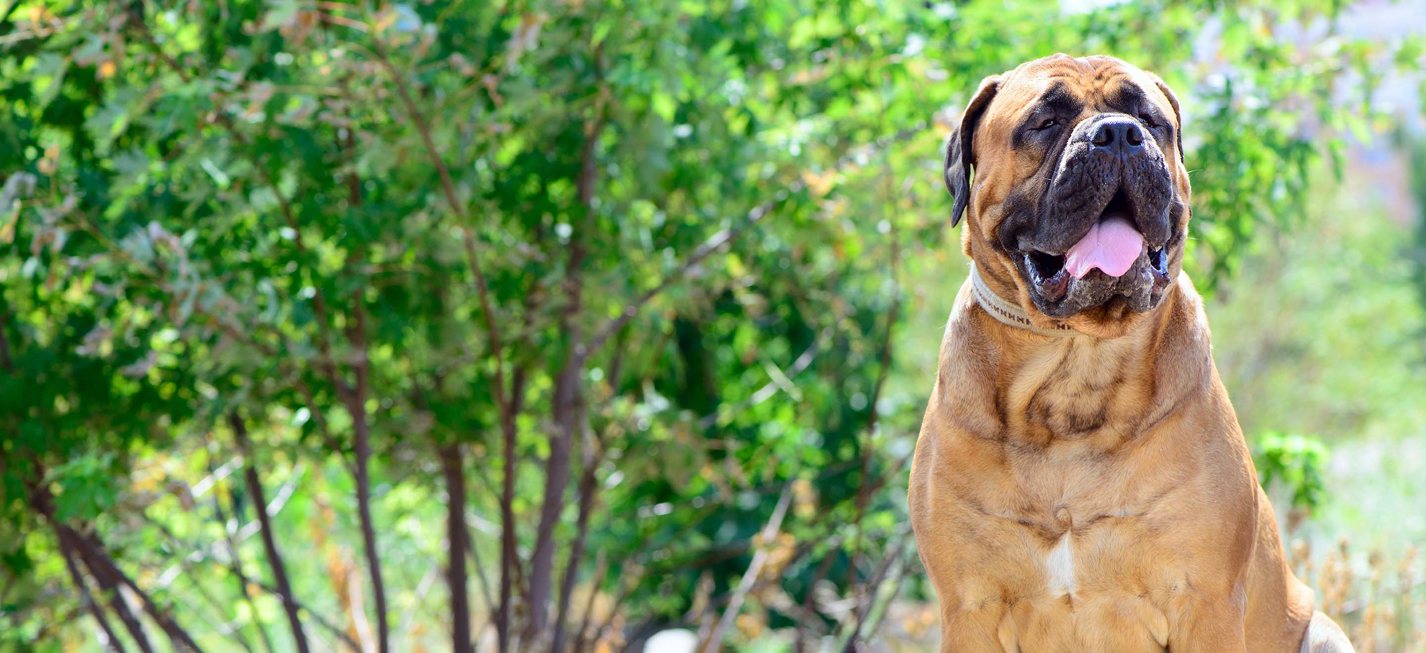 A smiling Bullmastiff dog standing in front of a bush in the yard image